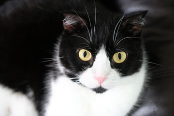 Bicolor cat sit on black sofa. Tuxedo cat.