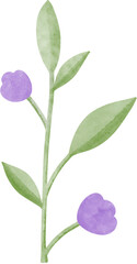 Purple Flower Buds Watercolors