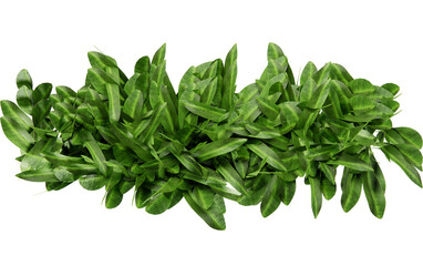 Top view grass bush cut out transparent background