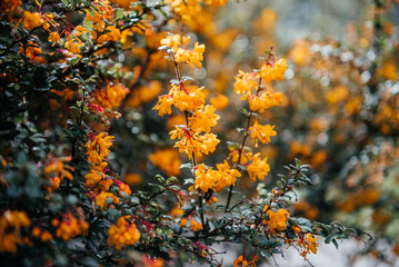 Berberis Darwinii Shrub with Yellow Blossoms
