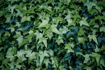 Lush Green Ivy Leaves Close-Up