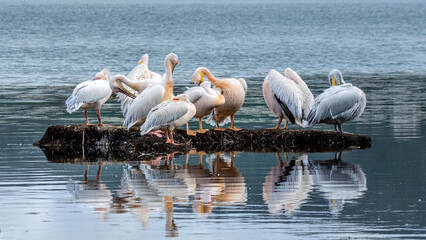 pelicans on the water