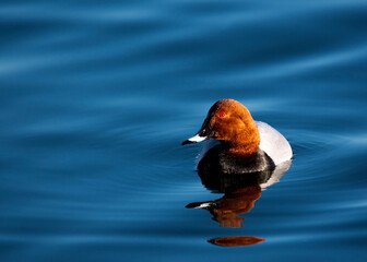 Common pochard in water