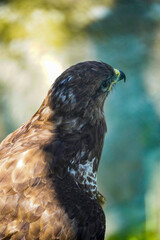 Beautiful eagle at a zoo