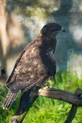 Beautiful eagle at a zoo