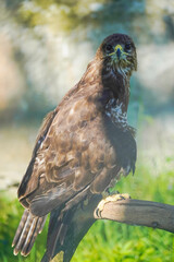 Beautiful eagle at a zoo