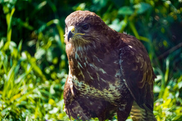 Beautiful eagle at a zoo