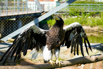 Beautiful eagle at a zoo