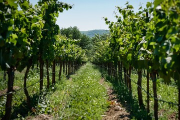 Naklejka premium Row of bushes with green leaves on grape plantation against hill in autumn