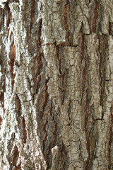 Fototapeta premium vertical texture of pine bark