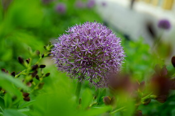 Bl&uuml;ten des Zierlauch