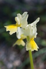 Close up photo of Orchis pauciflora. Gargano, Italy, Europe.