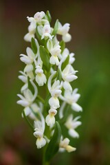 Close up photo of Dactylorhiza romana, the Roman dactylorhiza. Gargano, Italy, Europe. 