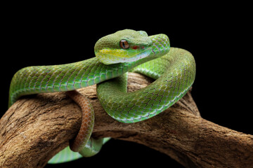 green viper snake on branch, venomous and poisonous snake