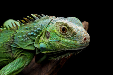 green iguana on a branch 