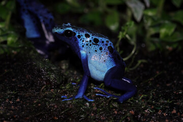 Blue poison dart frog front view, Dendrobates tinctorius azureus