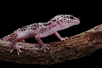 baby leopard gecko lizard, eublepharis macularius	