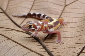 baby leopard gecko lizard, eublepharis macularius	