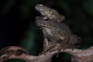 Asian giant toad isolated on black background, Phrynoidis asper on rock