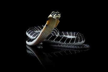Baby king cobra isolated on black, Indonesian snake with can be very deadly, very venomous snake (ophiopahus hannah)