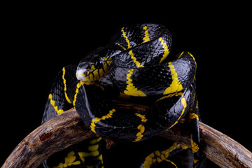 boiga dendrophila yellow ringed, gold ringed snake, indonesia snake