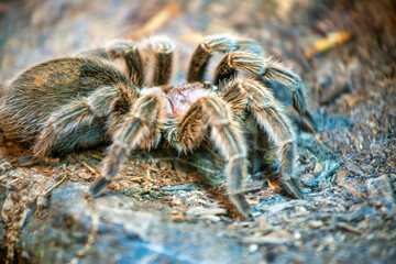 Spiders at San Diego Zoo