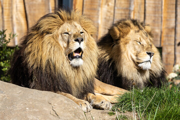 The lion, Panthera leo is one of the four big cats in the genus Panthera