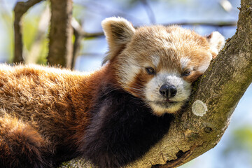 The red panda, Ailurus fulgens, also called the lesser panda.