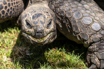 Aldabra giant tortoise, Curieuse Marine National Park, Curieuse, Seychelles