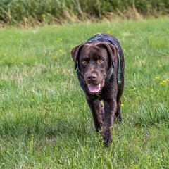 Labrador retriever, Canis lupus familiaris on a grass field. Healthy chocolate brown labrador retriever