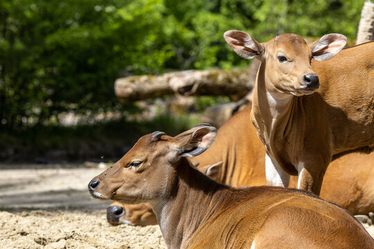 Banteng, Bos javanicus or Red Bull is a type of wild cattle.