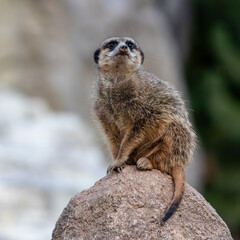 Meerkat, Suricata suricatta sitting on a stone and looking into the distance