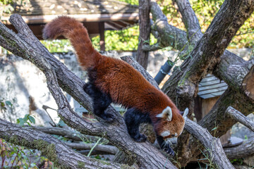 The red panda, Ailurus fulgens, also called the lesser panda.