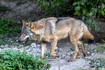 European Grey Wolf, Canis lupus in a german park