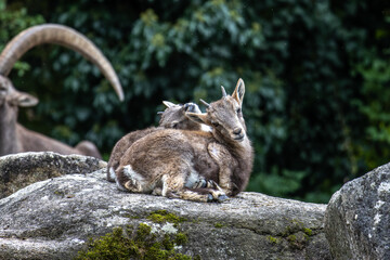 Young baby mountain ibex or capra ibex on a rock