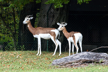 Dama gazelle, Gazella dama mhorr or mhorr gazelle is a species of gazelle