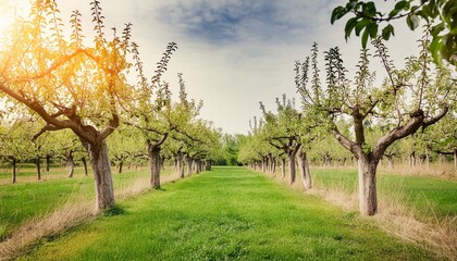 nature design apple orchard