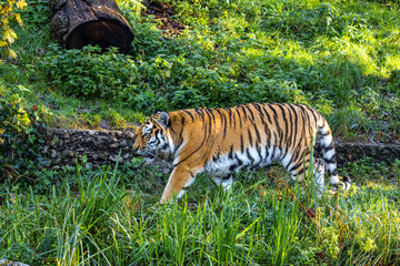 The Siberian tiger,Panthera tigris altaica in a park