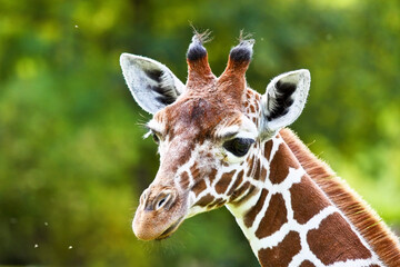 The giraffe, Giraffa camelopardalis is an African mammal