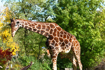 The giraffe, Giraffa camelopardalis is an African mammal