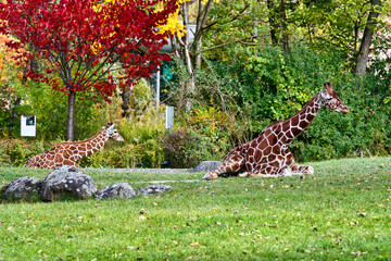 The giraffe, Giraffa camelopardalis is an African mammal © rudiernst
