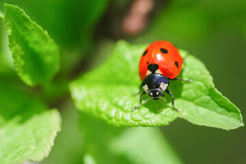 ladybug (Coccinellidae) on parsley stem and green background.