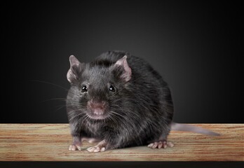 house mice parasitizes pose on background