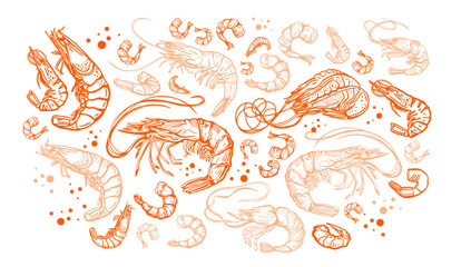 Hand drawn isolated vector set of shrimps and prawns. Shrimps and langoustines on a white background.. Seafood, food vintage illustration	