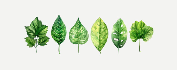 Hand drawn vector illustrations of 8 green leaves