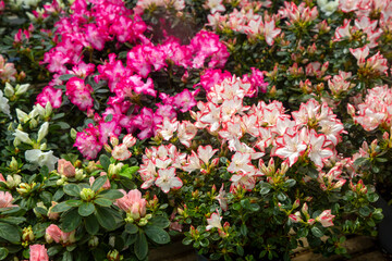 Azalea - Acelya is the name given to some plant species of the rhododendron (Rhododendron) genus of...