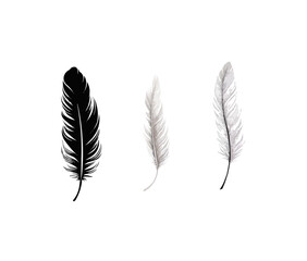 Feather | Minimalist and Simple set of 3 Line White background