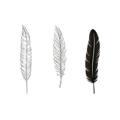 Feather | Minimalist and Simple set of 3 Line White background