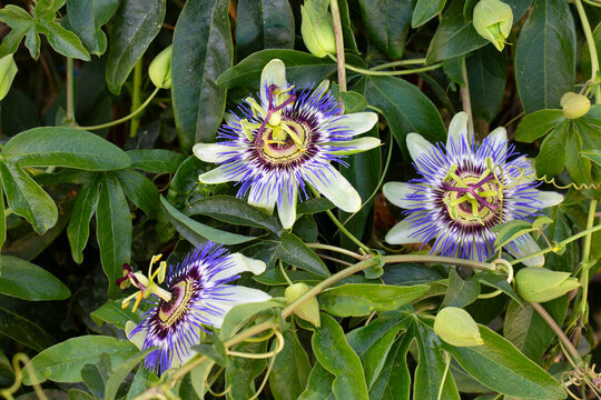Close up passiflora. Passion Flower (Passiflora caerulea) leaf in tropical garden. Beautiful passion fruit flower or Passiflora (Passifloraceae).