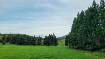 meadow, nature, outdoors, pasture, trees